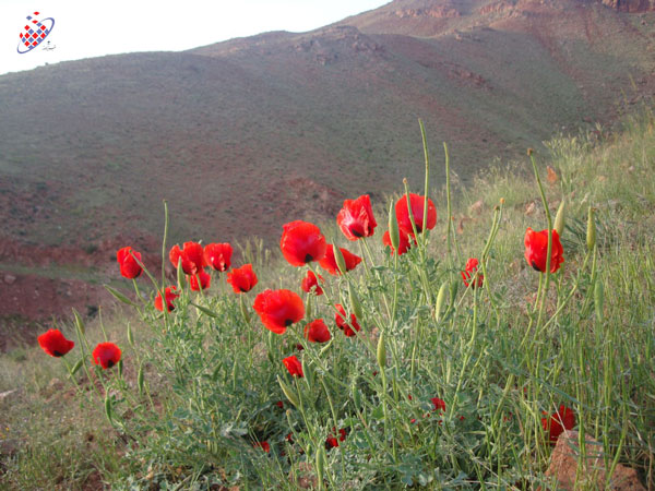 شقایق های عینالی - توفیق وحیدی آذر